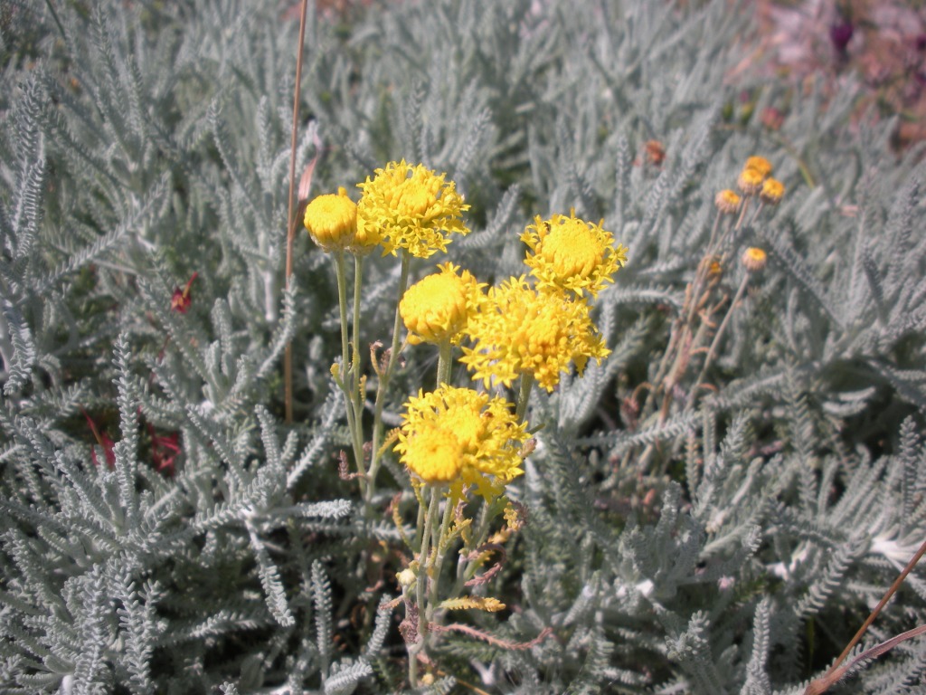 Santolina neapolitana / Crespolina napoletana